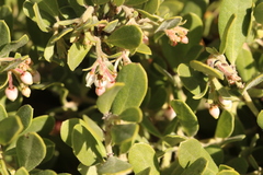 Arctostaphylos pumila