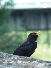 Turdus merula