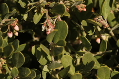Arctostaphylos pumila