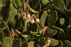 Arctostaphylos pumila