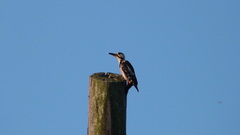 Dendrocopos syriacus