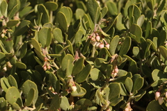 Arctostaphylos pumila