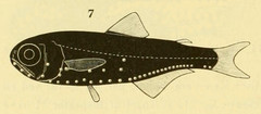 Antarctic Lanternfish photo 2