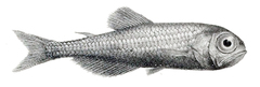 Antarctic Lanternfish photo 3