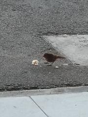 Phoenicurus ochruros