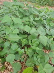 Dipogon lignosus