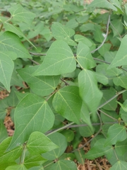 Dipogon lignosus