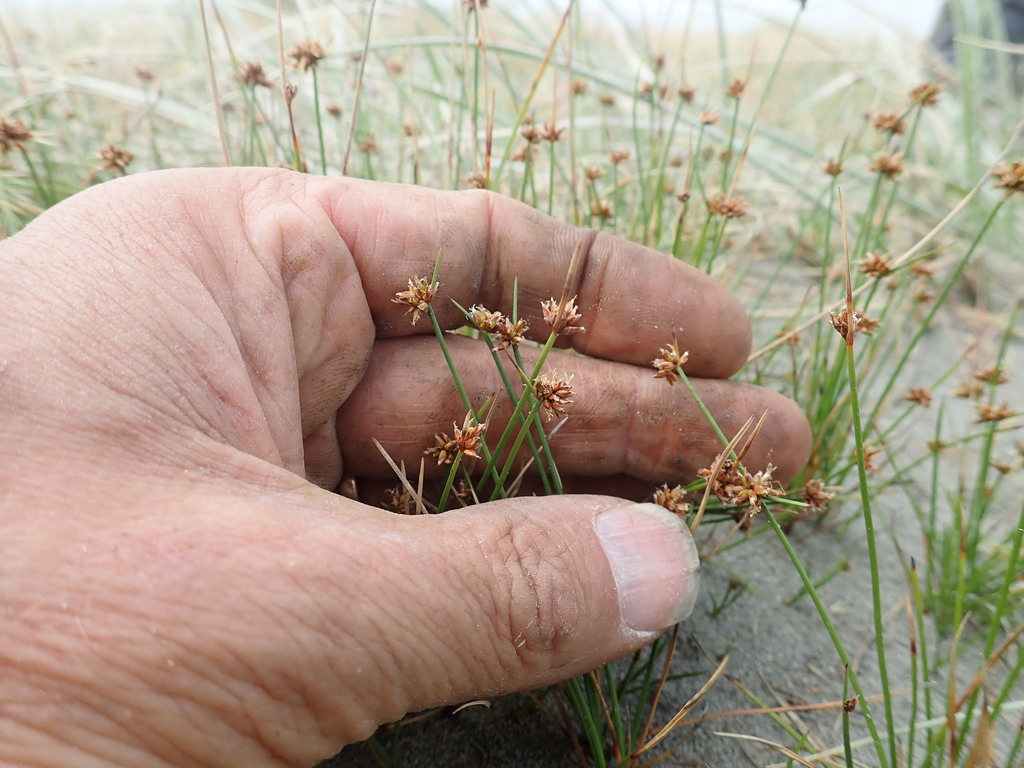 Schoenus nitens from Foxton Beach, New Zealand on January 30, 2022 at