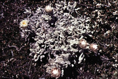 Leucochrysum