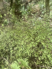 Teucrium parvifolium