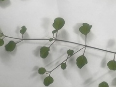 Teucrium parvifolium