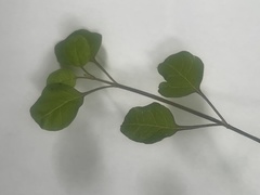 Teucrium parvifolium