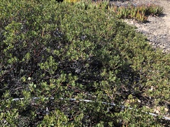 Arctostaphylos pumila