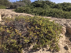 Arctostaphylos pumila