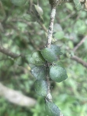 Pittosporum obcordatum
