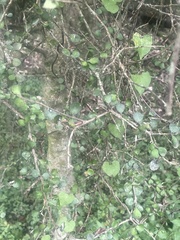 Pittosporum obcordatum