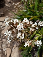 Milligania densiflora