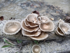 Lentinus sajor-caju
