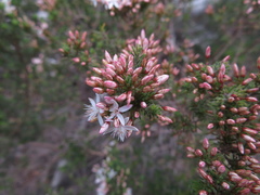 Calytrix tetragona