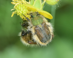 Pygopleurus apicalis