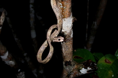 Aplopeltura boa