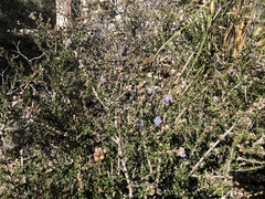 Ceanothus rigidus