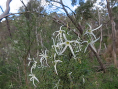 Anthocercis angustifolia