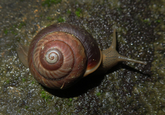 Asperitas sparsa