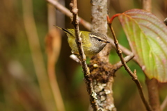 Phylloscopus maculipennis