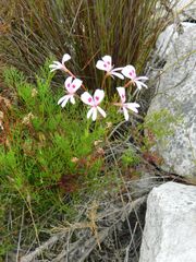 Pelargonium divisifolium
