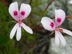 Pelargonium divisifolium