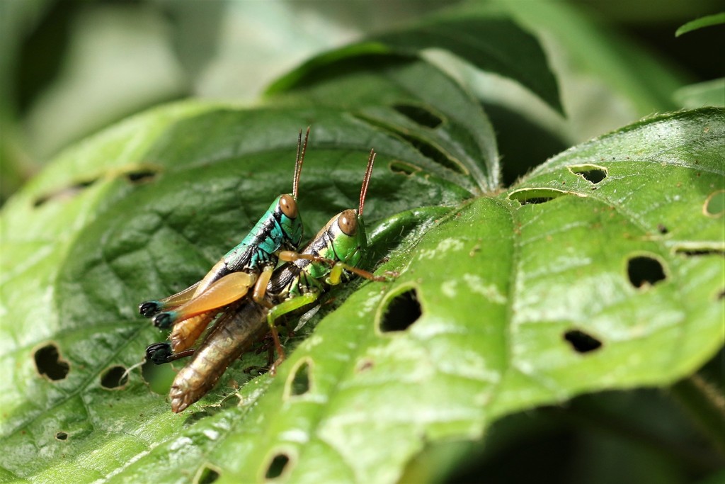 Caryanda spuria from Salak vulcano, Bogor Regency, West Java, Indonesia ...