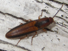 Ludioschema vittiger