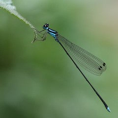 Coeliccia membranipes