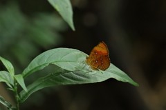 Tetragonus lycaenoides