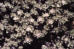 Ewartia nubigena
