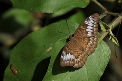 Tanaecia palguna