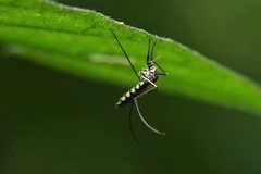 Armigeres subalbatus