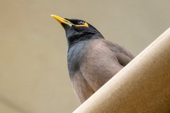 Acridotheres tristis