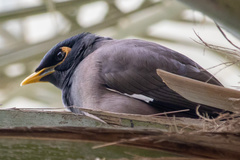 Acridotheres tristis