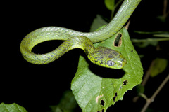 Boiga cyanea