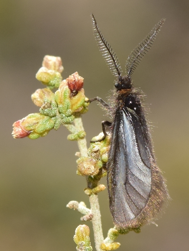 Heterogynis andalusica
