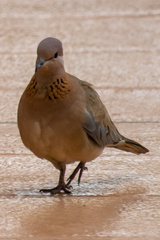 Streptopelia senegalensis