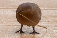 Streptopelia senegalensis