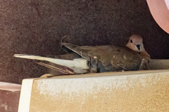 Streptopelia senegalensis