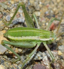 Odontura aspericauda