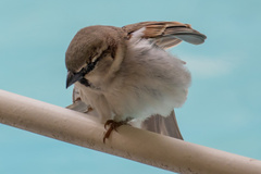 Passer domesticus
