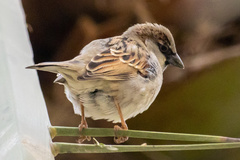 Passer domesticus