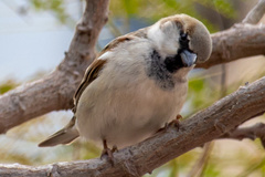 Passer domesticus