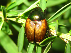 Popillia quadriguttata